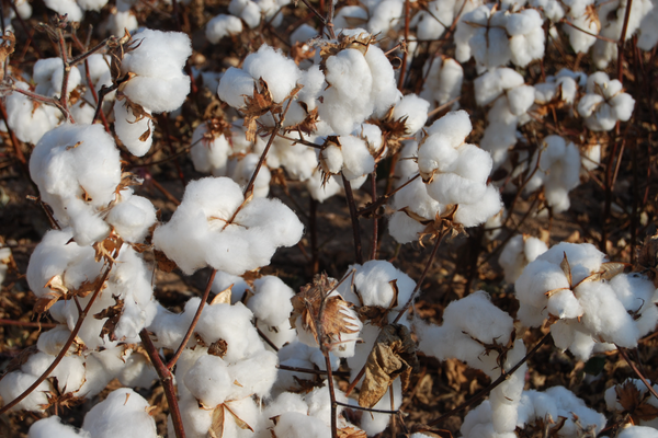 Le coton c'est bien, mais biologique c'est mieux !