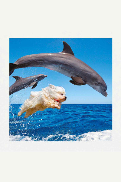T-Shirt Dolphins - Bask in the sun